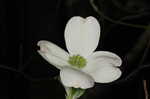 Flowering dogwood